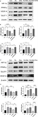 Metformin Attenuates Cardiac Hypertrophy Via the HIF-1α/PPAR-γ Signaling Pathway in High-Fat Diet Rats